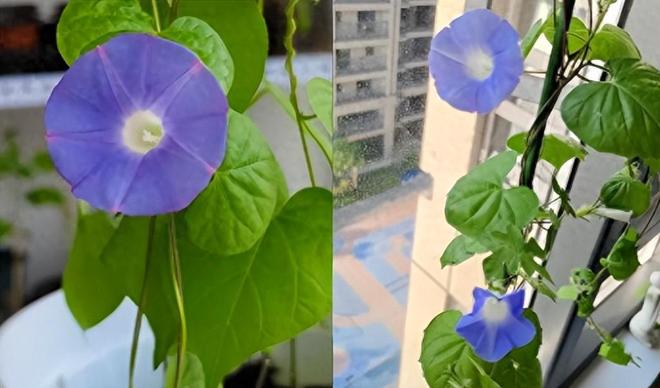 网购花苗种了45天开花一看傻眼：我是不是