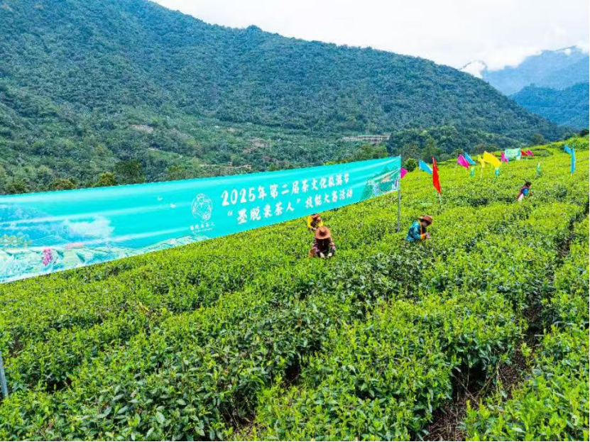 茶香漫峡谷 绿叶变“金叶”